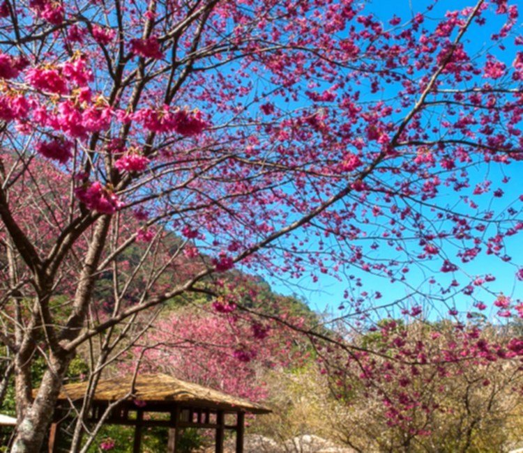 八仙山國家森林遊樂區